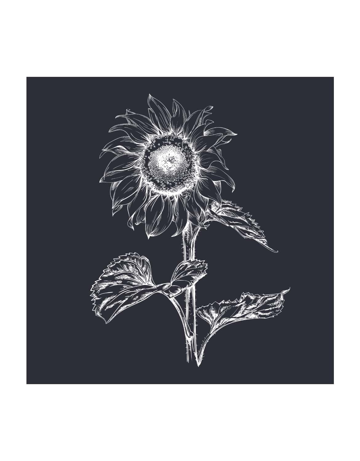 Motiv "Sonnenblume"